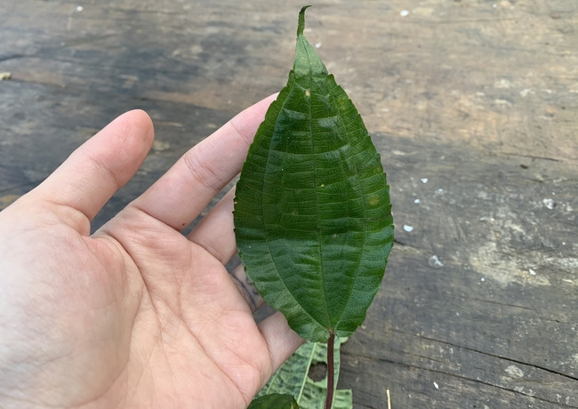 Pạ phì là cây mọc hoang dại ven đường, trong bìa rừng ở Bát Xát, Lào Cai. Trước kia, người dân thường hái về thay rau trong những ngày chống đói. Ảnh: Dân Việt