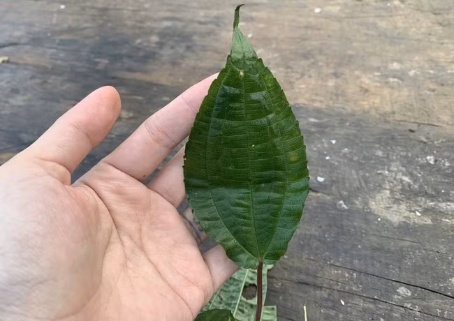 Pạ phì là cây mọc hoang dại ven đường, trong bìa rừng ở Bát Xát, Lào Cai. Trước kia, người dân thường hái về thay rau trong những ngày chống đói. Ảnh: Dân Việt