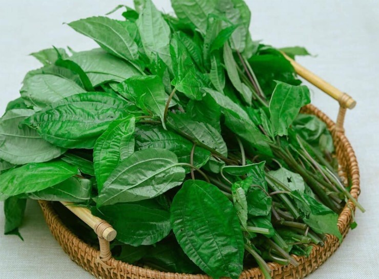 Ngày nay, tại các phiên chợ vùng cao, pạ phì được bán với giá khoảng 50.000 đồng/kg. Trên chợ mạng, một số nơi bán pạ phì khoảng 80.000 đồng/kg. Ảnh: Internet