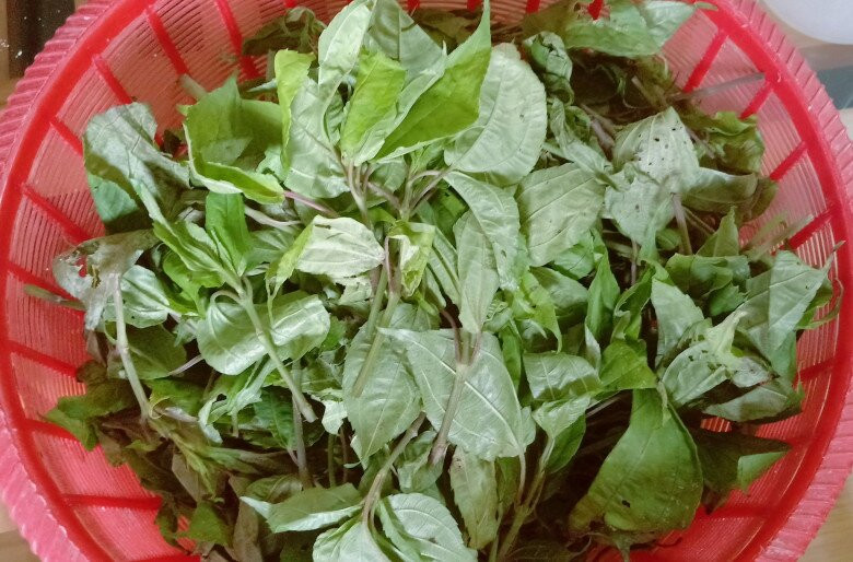 Nhiều nhà hàng và quán ăn ở Sa Pa thu mua lá pạ phì để nhúng lẩu vì thứ rau dại này giúp khử bớt mùi tanh của cá hồi. Ảnh: Internet