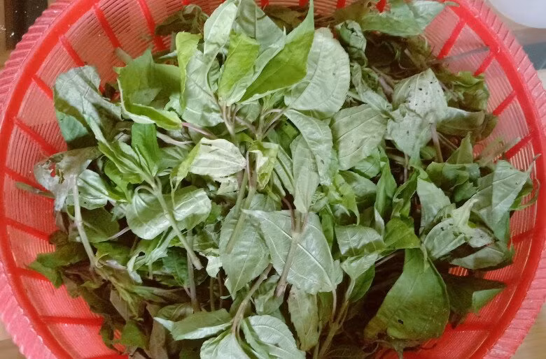 Nhiều nhà hàng và quán ăn ở Sa Pa thu mua lá pạ phì để nhúng lẩu vì thứ rau dại này giúp khử bớt mùi tanh của cá hồi. Ảnh: Internet