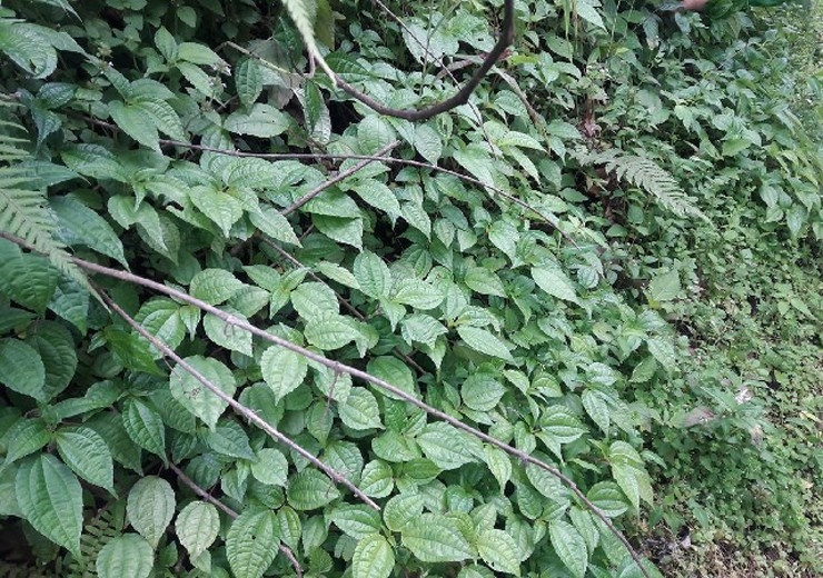 Điểm đặc biệt nhất của lá pạ phì là tỏa mùi thơm rất riêng. Ngay khi hái hay lúc rửa, mùi thơm tỏa ra giống như mùi của hoa quế, hoa hồi và thảo quả. Ảnh: Internet