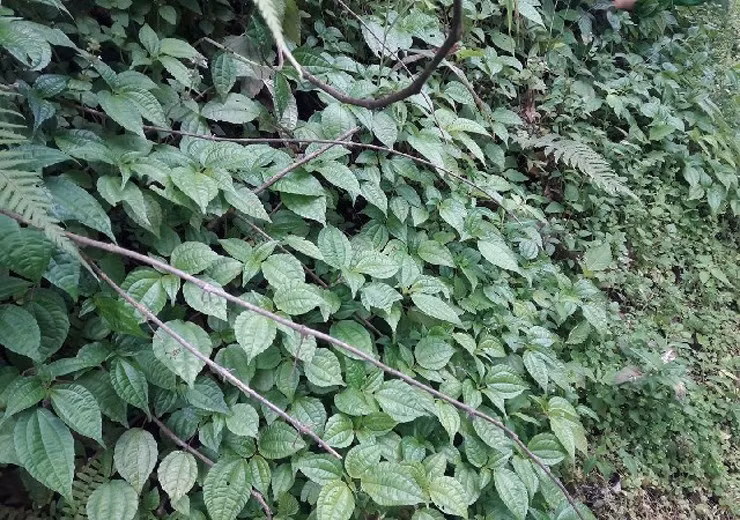 Điểm đặc biệt nhất của lá pạ phì là tỏa mùi thơm rất riêng. Ngay khi hái hay lúc rửa, mùi thơm tỏa ra giống như mùi của hoa quế, hoa hồi và thảo quả. Ảnh: Internet