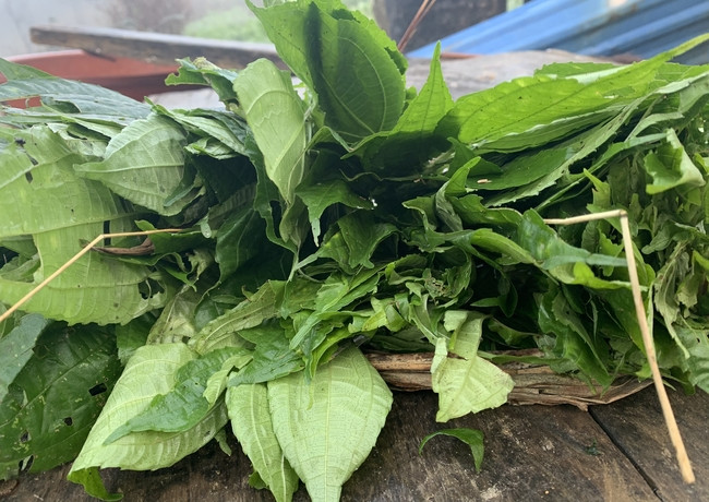 Lá rau pạ phì hình bầu dục, hơi thuôn dài, vị đắng gần giống rau tầm bóp nhưng ăn giòn và đậm hơn. Ảnh: Dân Việt