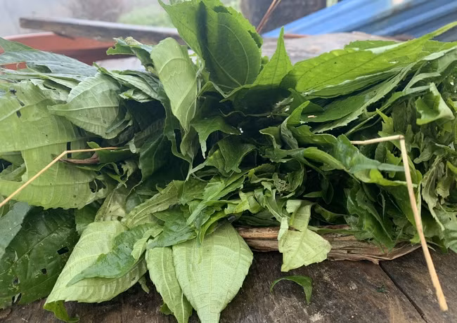 Lá rau pạ phì hình bầu dục, hơi thuôn dài, vị đắng gần giống rau tầm bóp nhưng ăn giòn và đậm hơn. Ảnh: Dân Việt