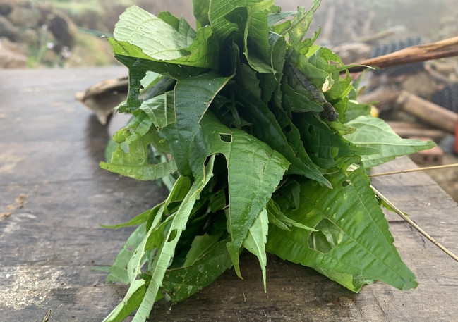 Đặc biệt khi ăn sống, lá pạ phì không có vị đắng, rất hợp khi cuốn với đồ tanh như cá hồi. Ảnh: Dân Việt