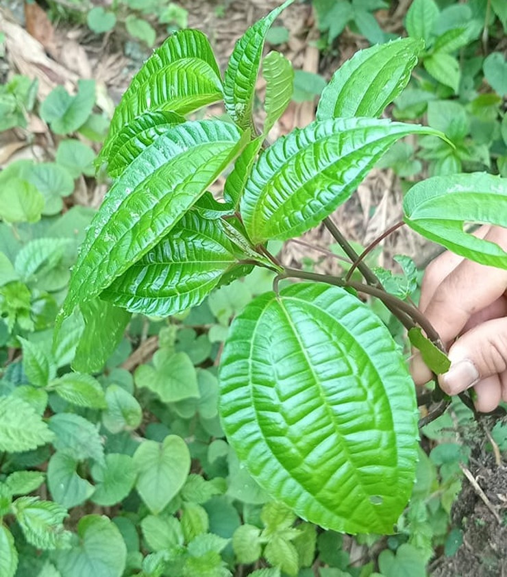 Nhờ hái lá pạ phì bán cho nhà hàng và thương lái, không ít người dân ở Bát Xát, Lào Cai có thêm được một nguồn thu nhập đáng kể. Ảnh: Facebook