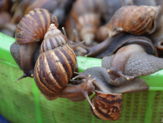 Trên chợ mạng hoặc một số khu chợ quê, thi thoảng có người dân địa phương bán ốc ma chỉ khoảng 40.000 đồng/kg. Ốc được làm sạch chỉ lấy phần thịt bán khoảng 120.000 đồng/kg. Ảnh: Nông nghiệp
