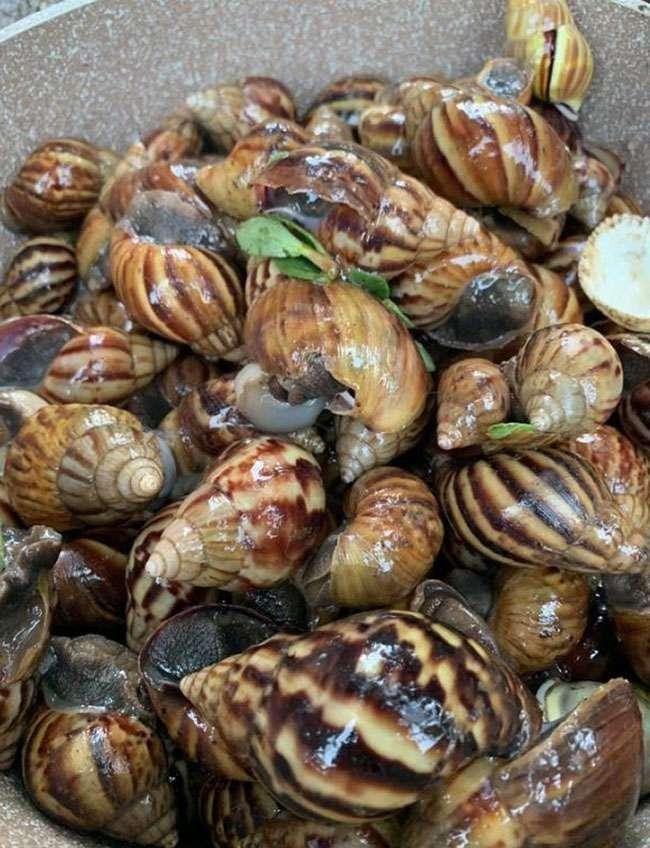 Người bán cho biết, ốc sên rất giòn và ngọt, hơn thế còn không có mùi lá hay mùi rong rêu như ốc núi. Ảnh: Trang trại Việt
