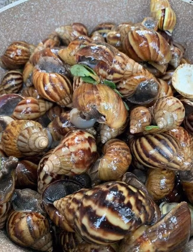 Người bán cho biết, ốc sên rất giòn và ngọt, hơn thế còn không có mùi lá hay mùi rong rêu như ốc núi. Ảnh: Trang trại Việt