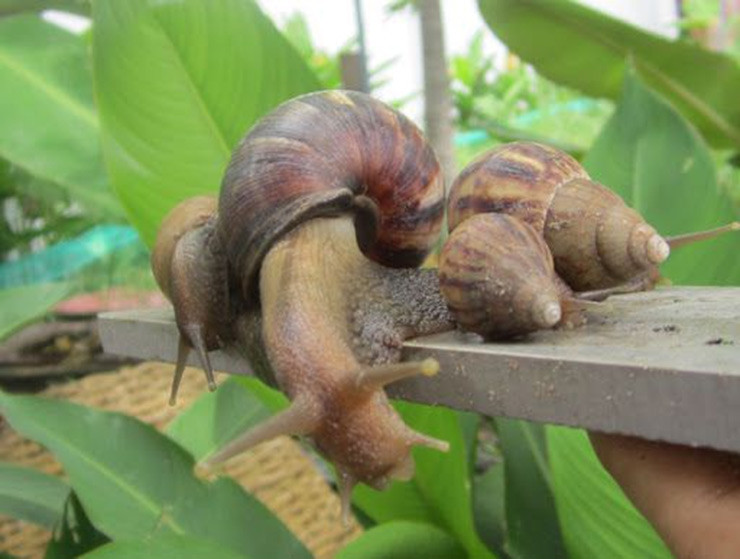Người dân địa phương cho biết, ốc ma cần phải biết cách làm sạch vì chúng vốn bẩn. Trước khi nấu vài ngày, ốc ma thường được nuôi trong chậu, cho ăn lá cây xanh hoặc thảo mộc. Ảnh: Internet