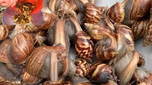 Ốc ma có thể xào măng chua, xà lá chanh, xào sả ớt hay ốc ma nướng...Ảnh: YouTube