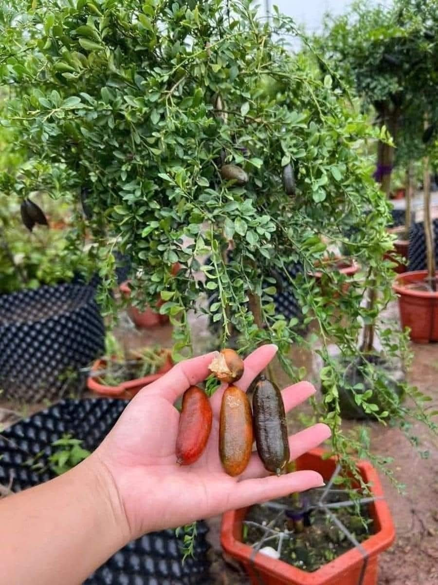 Theo đó, mỗi cây chanh ngón tay giá dao động từ 150.000 - 350.000 đồng/cây, tùy kích thước. Ảnh: FB Hảo PH