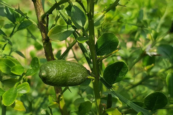 Ngoài bán cây giống, một số nhà vườn còn tập trung kinh doanh chanh ngón tay cho giới chơi bonsai.
