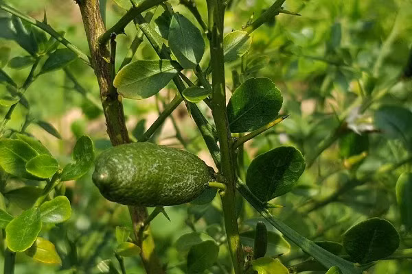 Ngoài bán cây giống, một số nhà vườn còn tập trung kinh doanh chanh ngón tay cho giới chơi bonsai.