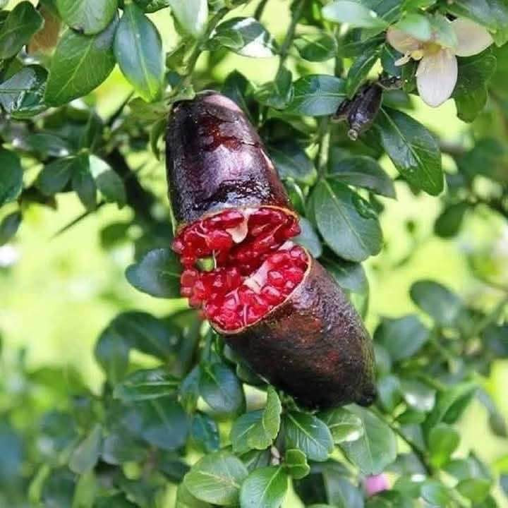 Chanh ngón tay du nhập vào thị trường Việt Nam khoảng vài năm gần đây và được cho là loại chanh đắt nhất thế giới. Ảnh: Facebook