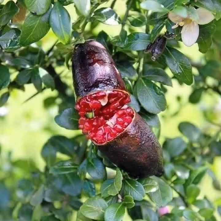 Chanh ngón tay du nhập vào thị trường Việt Nam khoảng vài năm gần đây và được cho là loại chanh đắt nhất thế giới. Ảnh: Facebook