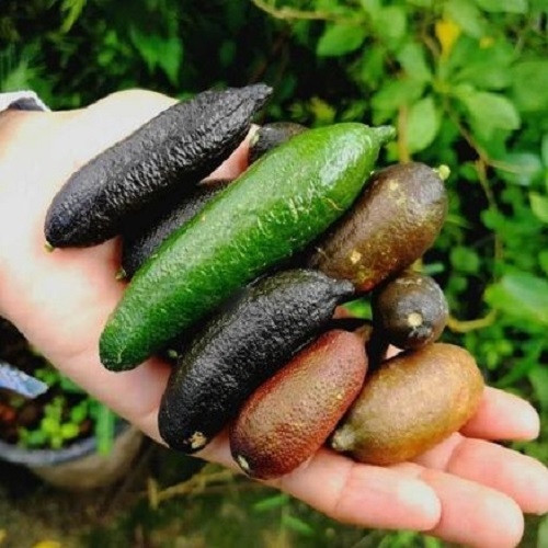 Dù đắt, nhiều người tìm cách đặt cọc tiền mua trước cả tháng vì sợ hàng hiếm khó mua. Ảnh: Facebook