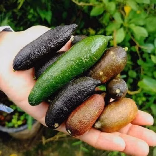 Dù đắt, nhiều người tìm cách đặt cọc tiền mua trước cả tháng vì sợ hàng hiếm khó mua. Ảnh: Facebook