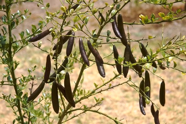 Chanh ngón tay đã được trồng thành công tại Việt Nam. Một nhà vườn ở Kon Tum đã cho thu hoạch chanh ngón tay bán với giá 400.000 đồng/kg. Ảnh: Facebook