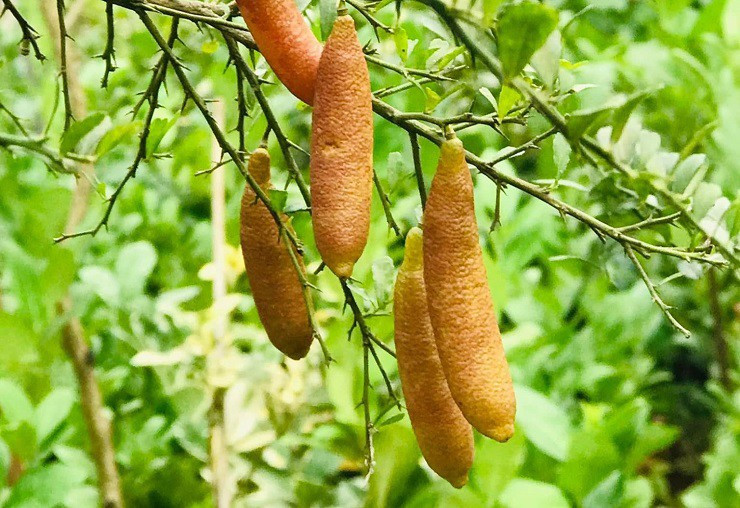 Nhiều năm trước, chanh ngón tay nhập khẩu về Việt Nam giá lên tới 2 - 3 triệu đồng/kg. Ảnh: Nhà vườn Khánh Võ