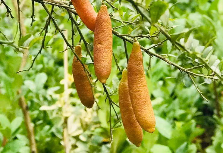 Nhiều năm trước, chanh ngón tay nhập khẩu về Việt Nam giá lên tới 2 - 3 triệu đồng/kg. Ảnh: Nhà vườn Khánh Võ