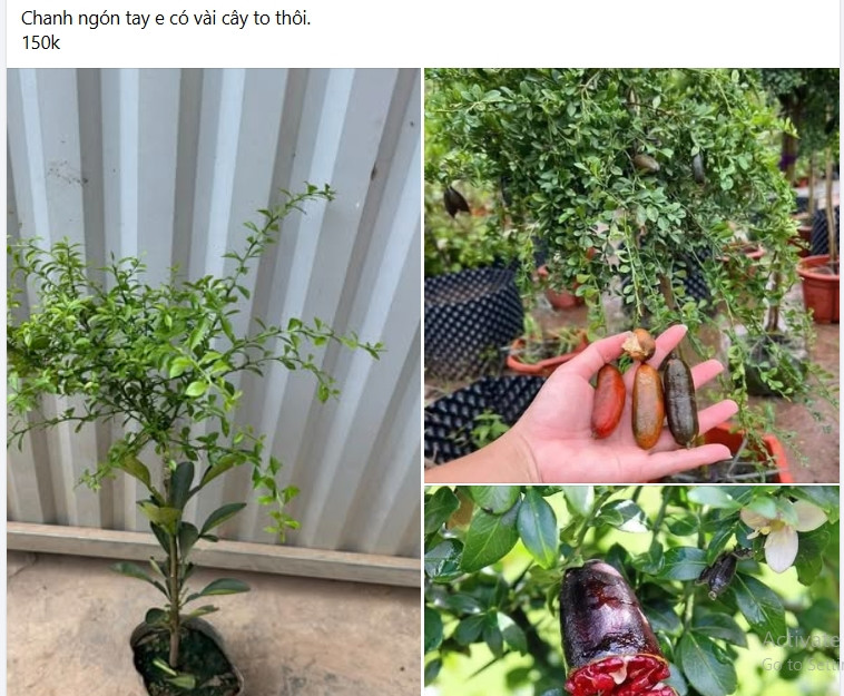 Thời gian gần đây, trên các diễn đàn, chợ online xuất hiện nhiều tài khoản rao bán cây giống chanh ngón tay độc lạ. Ảnh chụp màn hình