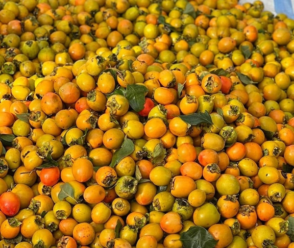 Xưa kia, ở nhiều vùng quê, hồng rụng đầy gốc, chẳng ai ngó. Ngày nay, hồng được bán tại chợ với giá vài chục nghìn đồng/kg. Ảnh: Internet