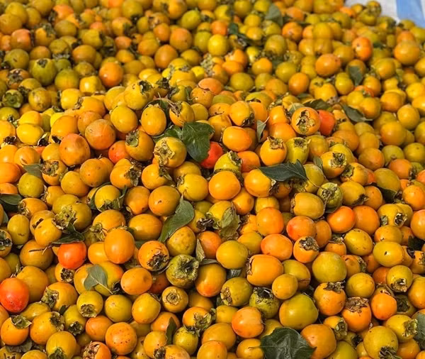 Xưa kia, ở nhiều vùng quê, hồng rụng đầy gốc, chẳng ai ngó. Ngày nay, hồng được bán tại chợ với giá vài chục nghìn đồng/kg. Ảnh: Internet