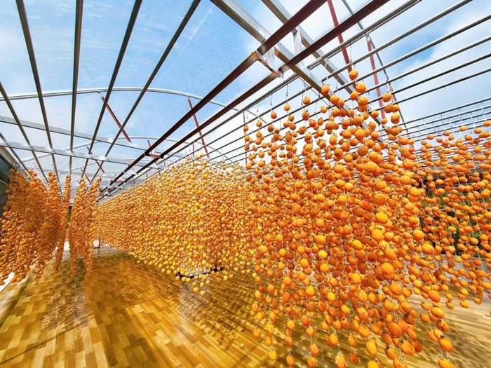 Để làm một kg hồng treo gió, cần khoảng 8 - 10 kg hồng tươi, treo trong 25-30 ngày. Ảnh: Thuonghieuquocgia