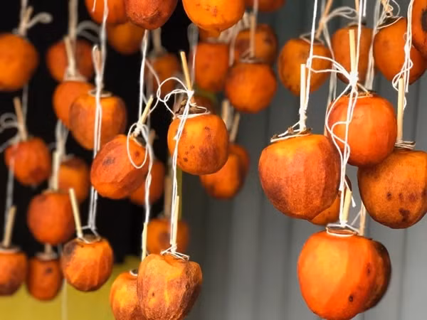 Những trái hồng phải không quá non, cũng không được chín mà phải già tới độ đủ lượng đường bên trong mới được hái mang về rửa sạch, gọt vỏ và treo ở nơi thoáng gió. Ảnh: Vanchuyenmyviet