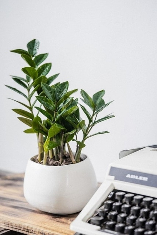 Cây kim tiền có thân mọng nước, hình trụ dày ở phần rễ. Theo phong thủy, cây kim tiền có ý nghĩa mang đến tiền tài, tài lộc cho người sở hữu. Ảnh: Facebook