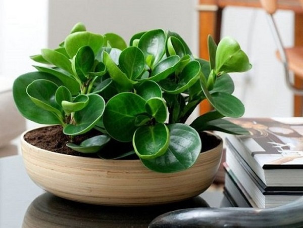 Cây trường sinh có khả năng thanh lọc không khí, hút bớt khí độc và ảnh hưởng xấu từ bức xạ điện tử hiệu quả. Một chậu trường sinh nhỏ để ở góc bàn giúp mang lại tiền tài, may mắn, sức khỏe cho giới văn phòng. Ảnh: Nogifu