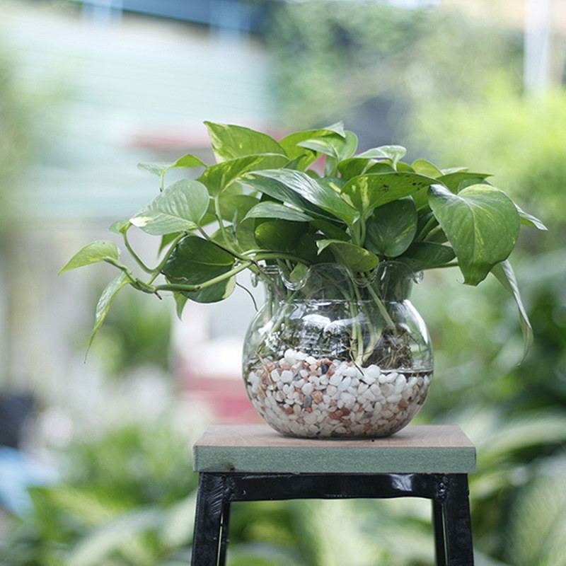 Cây trầu bà có tác dụng lọc khí. Khi đặt trên bàn làm việc, gần các thiết bị điện tử, trầu bà có thể hấp thụ các bức sóng có hại và bảo vệ sức khỏe cho dân văn phòng. Ảnh: Nogifu