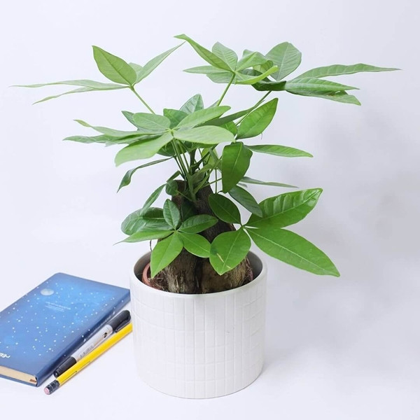 Kim ngân là loại cây để bàn văn phòng tương đối đơn giản nhưng mang ý nghĩa may mắn và tiền tài. Ảnh: Noithatmienbac