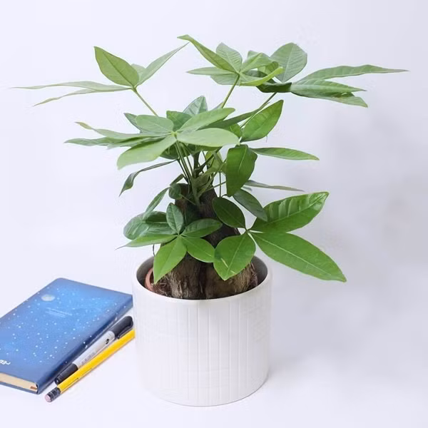 Kim ngân là loại cây để bàn văn phòng tương đối đơn giản nhưng mang ý nghĩa may mắn và tiền tài. Ảnh: Noithatmienbac