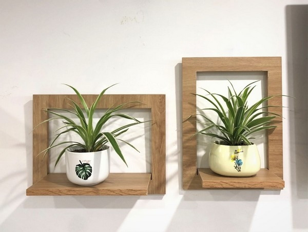 Thuộc họ thực vật thân thảo, cây dây nhện có thân ngắn và bị bao phủ bởi nhiều lớp lá chồng lên nhau. Cây dây nhện được chị em văn phòng ưu chuộng bởi khả năng lọc không khí độc hại. Ảnh: Nogifu