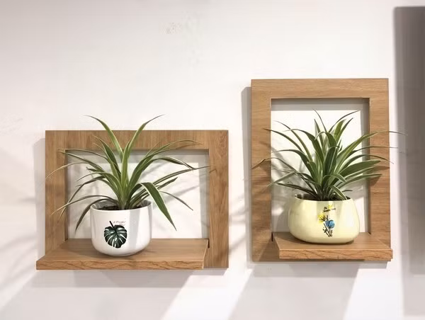 Thuộc họ thực vật thân thảo, cây dây nhện có thân ngắn và bị bao phủ bởi nhiều lớp lá chồng lên nhau. Cây dây nhện được chị em văn phòng ưu chuộng bởi khả năng lọc không khí độc hại. Ảnh: Nogifu