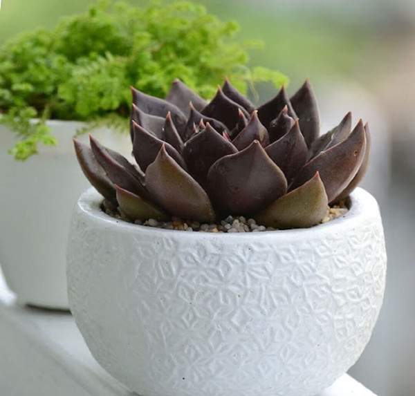 Cây sen đá dễ trồng và chăm sóc nên được dân văn phòng ưa chuộng dùng để trang trí trên bàn làm việc. Ảnh: Facebook