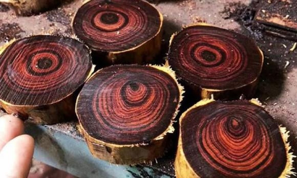 Mức giá đủ để mua đến cả căn biệt thự đồ sộ tại các đô thị lớn, khiến nhiều người không khỏi sững sờ. Ảnh minh họa