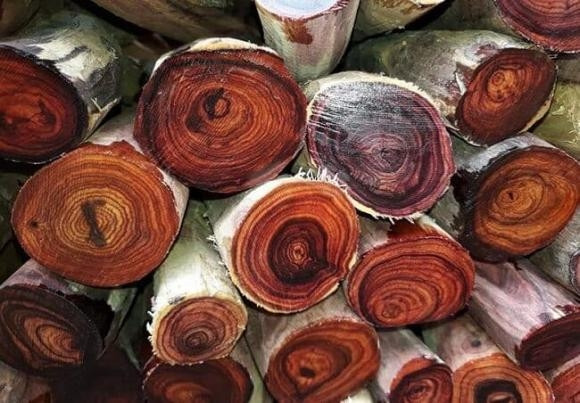 Tuy nhiên, làn sóng săn lùng gỗ hoàng hoa lê Hải Nam cũng đặt ra câu hỏi về nguy cơ cạn kiệt nguồn tài nguyên quý hiếm này. Ảnh minh họa