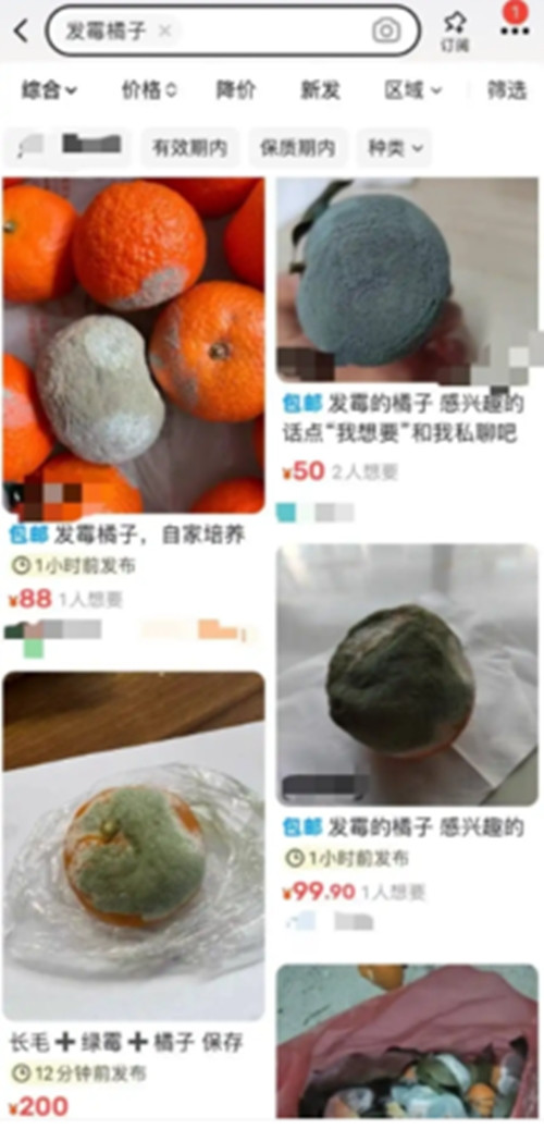 Sung sot qua cam moc meo gia len toi gan 3 trieu dong-Hinh-2