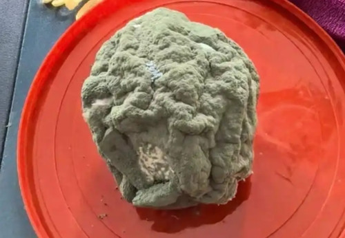 Sung sot qua cam moc meo gia len toi gan 3 trieu dong