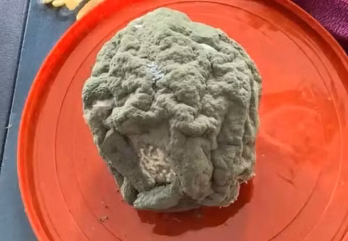 Sung sot qua cam moc meo gia len toi gan 3 trieu dong