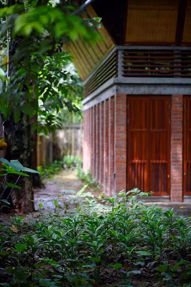 Vườn cây và rau xanh mát biến căn nhà giữa thủ đô thành không gian yên bình. Ảnh: Ngọc Lương Lê