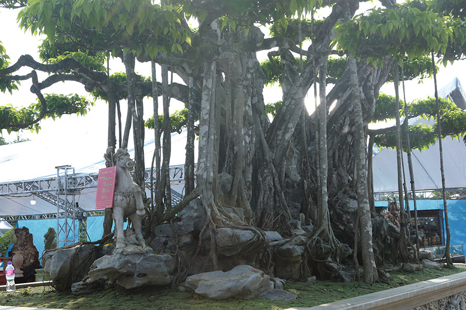 Đáng chú ý, thân và gốc cây phủ đầy địa y trắng xóa, theo thời gian đã chuyển sang màu đồng tạo nên vẻ ngoài gồ ghề tựa nham thạch. Ảnh: Dân Việt