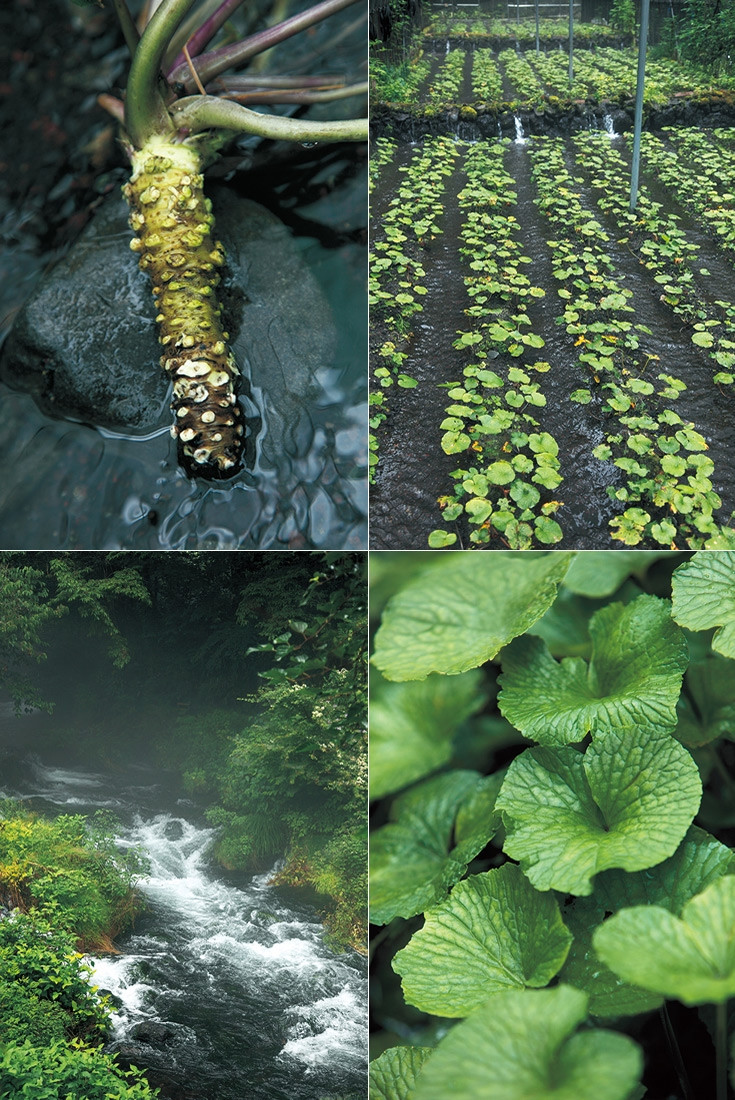 Không những vậy, cây Wasabi chỉ sống ở những vùng đất có độ pH lý tưởng từ 6 đến 7, và đặc biệt, phải được nuôi dưỡng bằng nguồn nước tinh khiết như pha lê từ các khe suối. Ảnh: Niponica NO