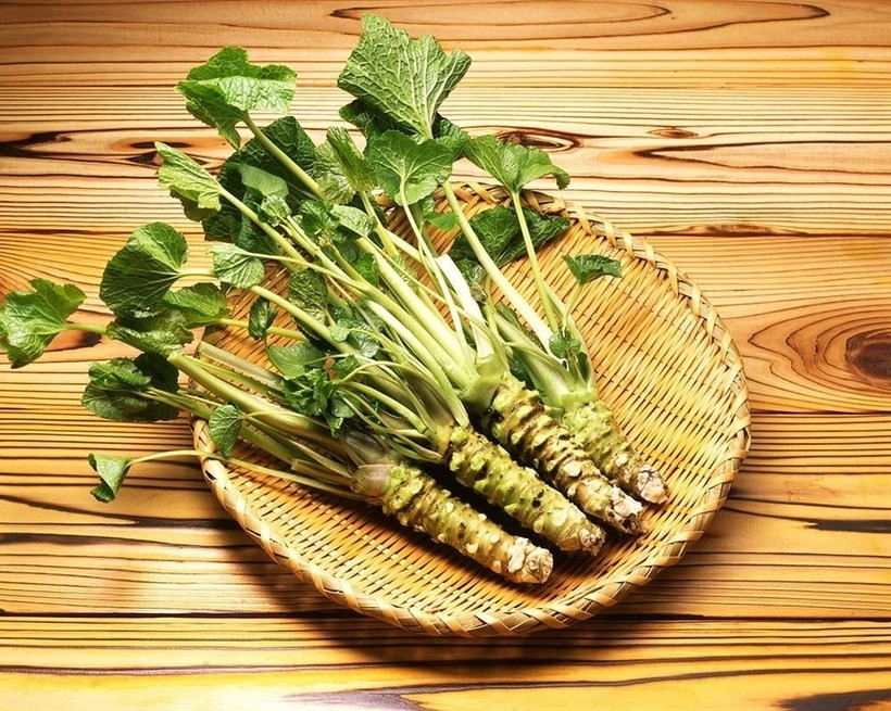 Wasabi được mệnh danh là "vàng xanh" của xứ sở hoa anh đào, là biểu tượng của sự tinh túy và đẳng cấp. Ảnh: Britannica
