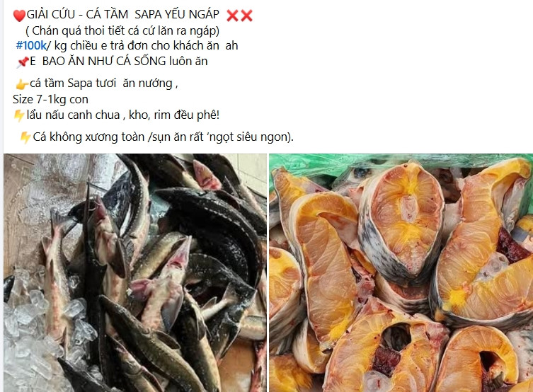 Cá tầm siêu rẻ đầy chợ mạng: Cần trọng kẻo “tiền mất tật mang” Ca tam sieu re day cho mang: Can trong keo “tien mat tat mang”