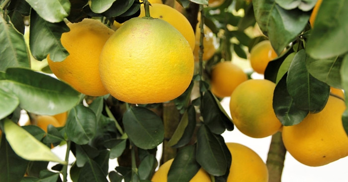 Những trái bưởi căng tròn và vàng óng. Ảnh: Baotintuc